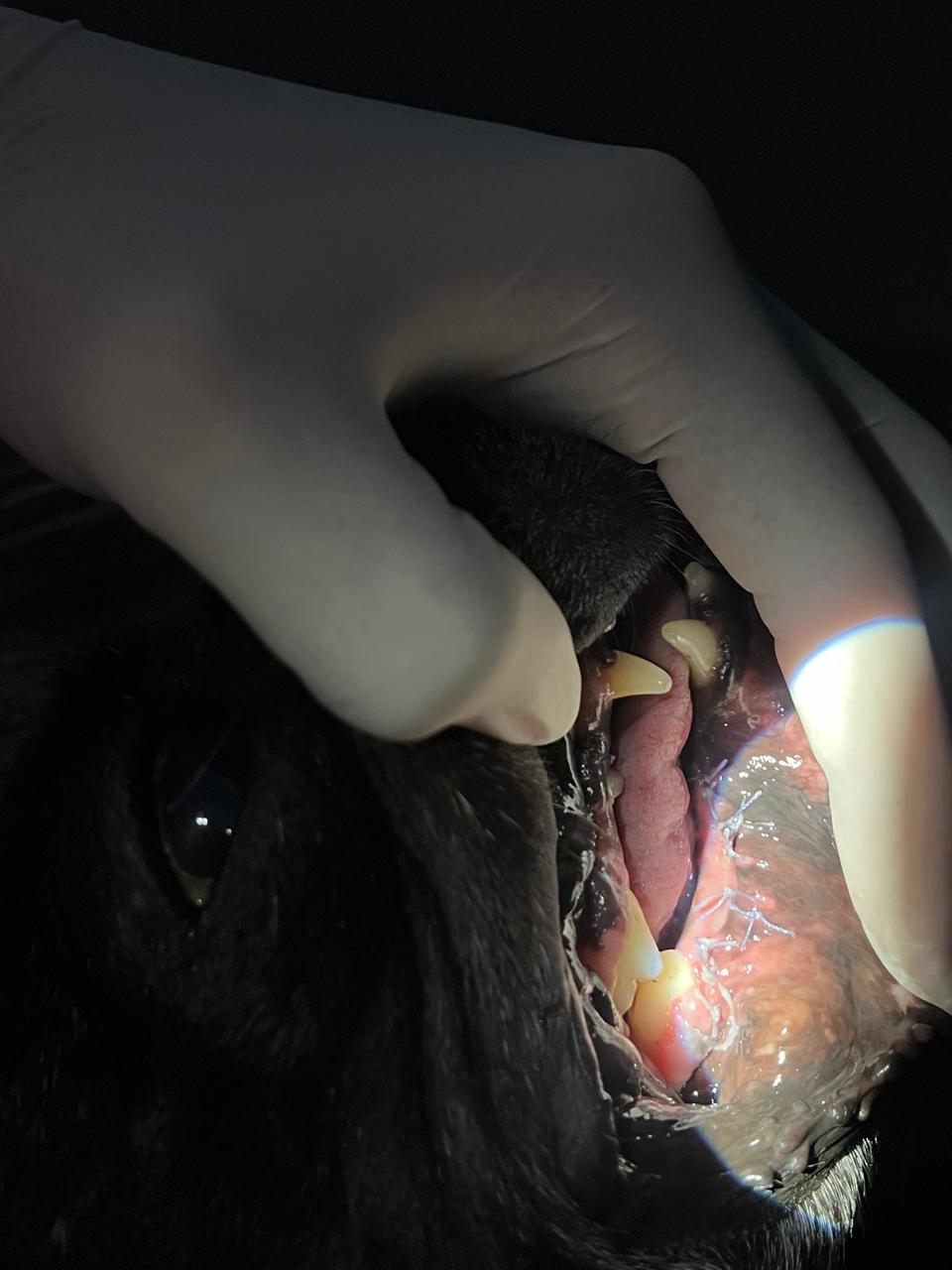 Cavidad oral de Martina después del retiro de la masa y colgajo mucogingival