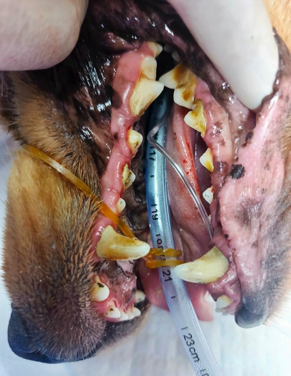 Antes del tratamiento - Canino caso leve