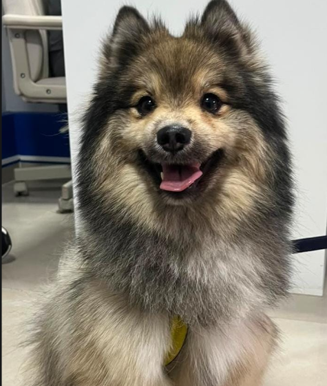 Perro pomerania feliz en consulta de Oral Pets