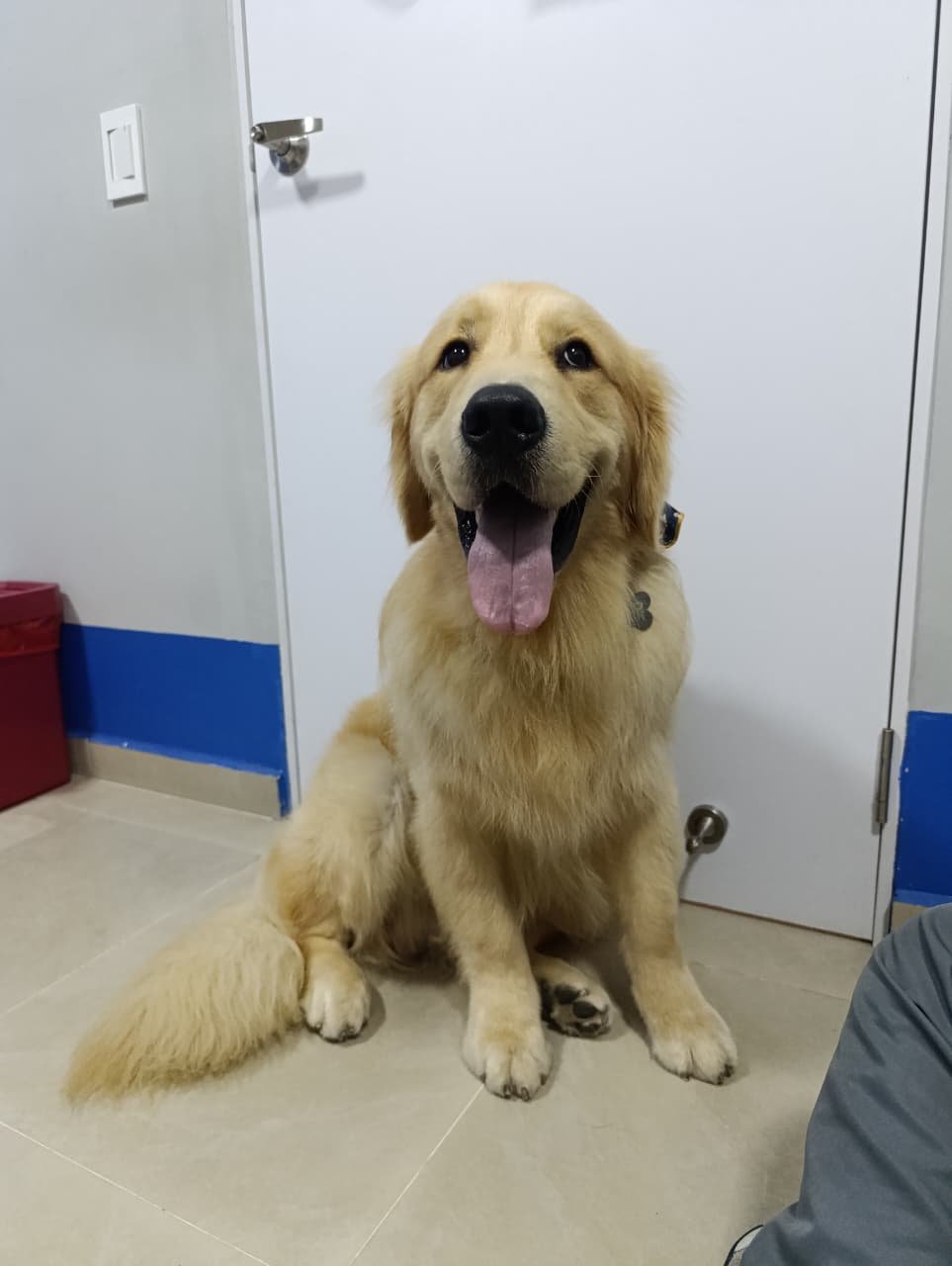 Rayo McQueen, Golden Retriever de 1 año, paciente de Oral Pets